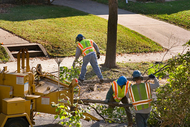 Reliable Marlin, TX Tree Care Services Solutions