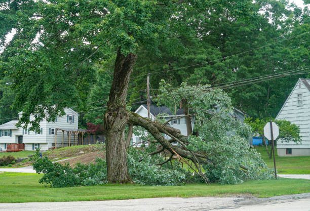 Best Arborist Consultation Services  in Marlin, TX